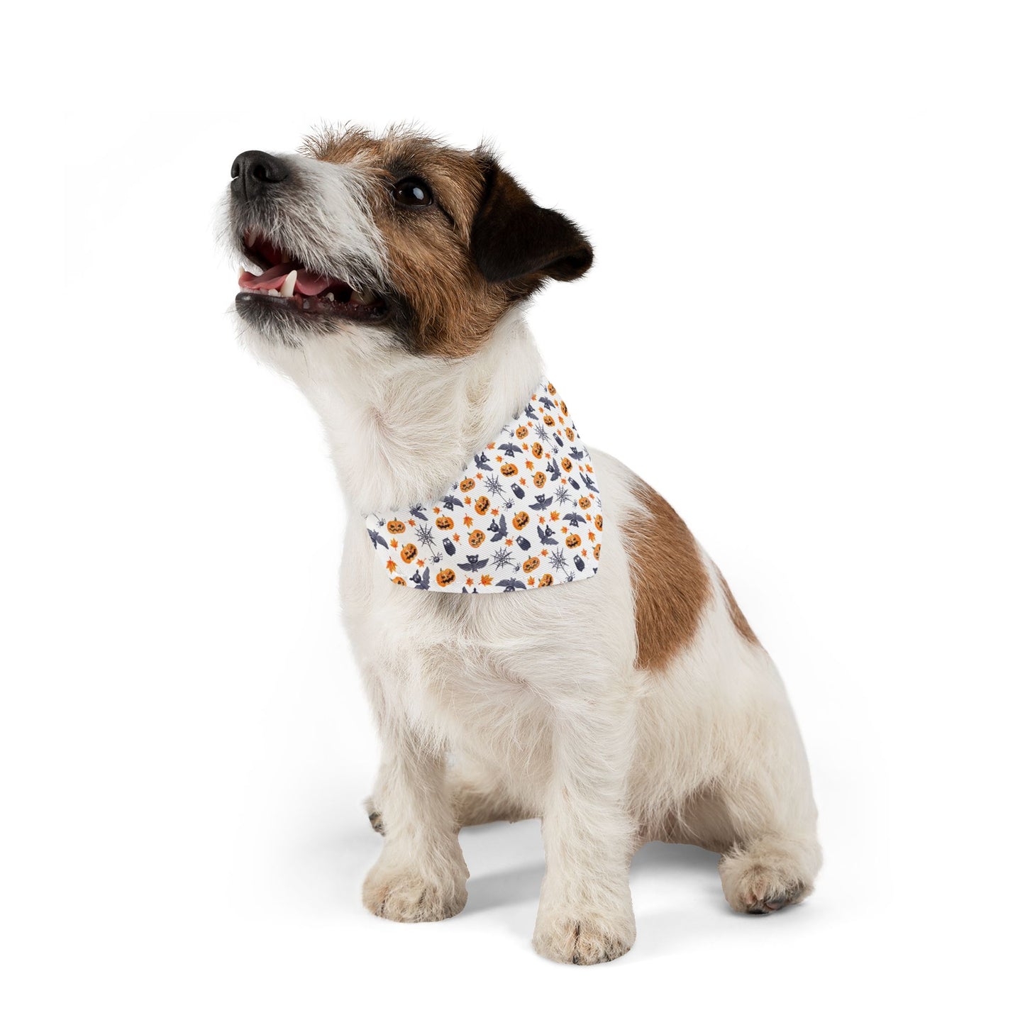 Halloween Scaredy Bats Dog Bandana with Collar