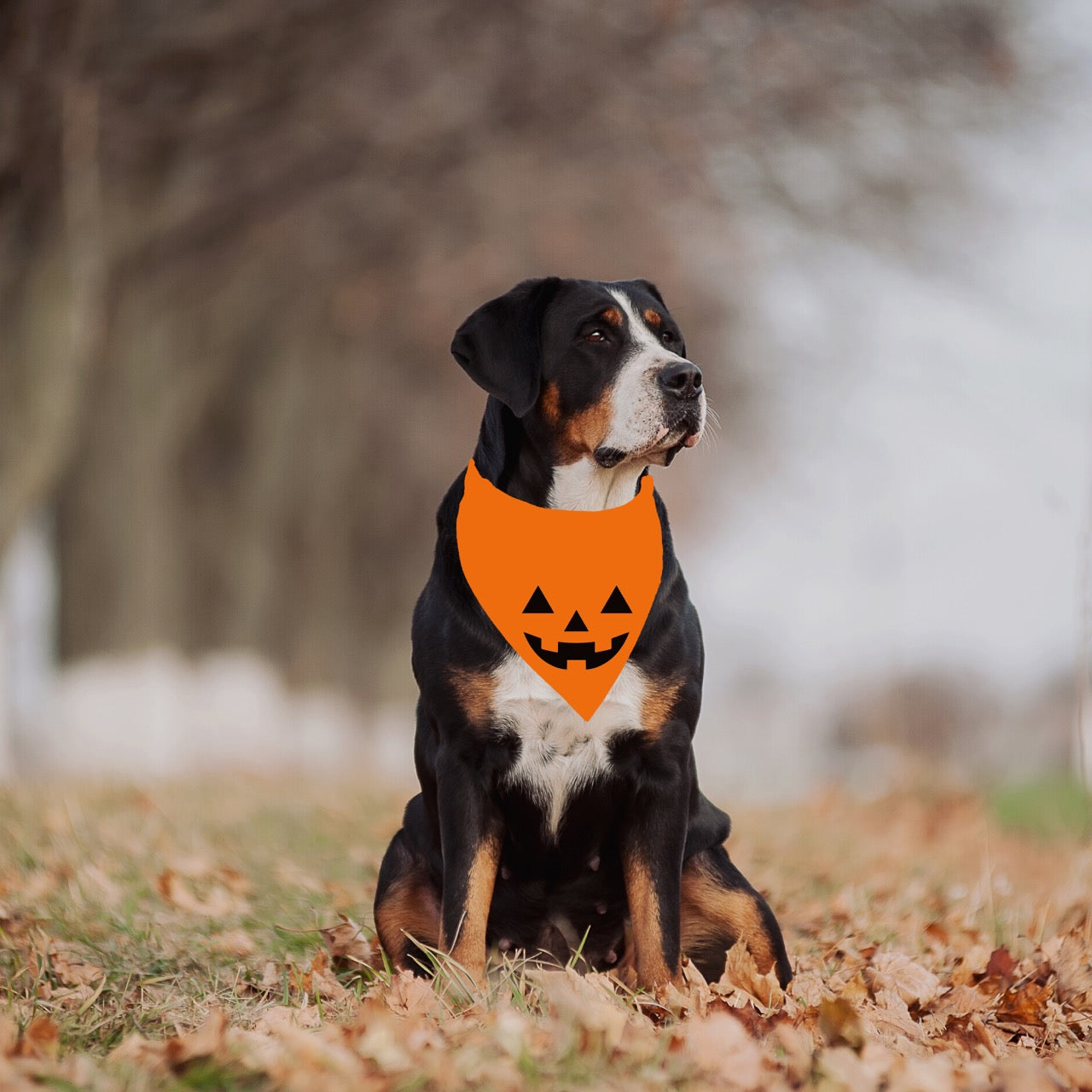 Jack-o-Lantern Halloween Dog Bandana